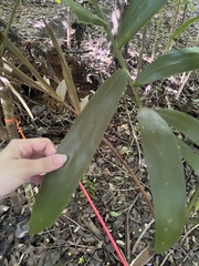 Roystonea borinquena