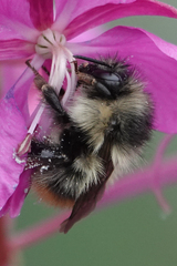 Bombus frigidus