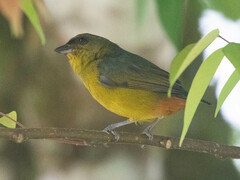 Euphonia gouldi