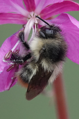 Bombus frigidus