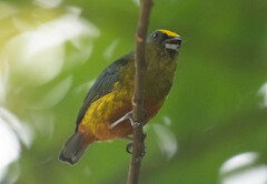 Euphonia gouldi