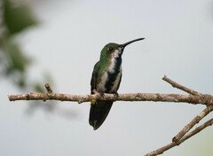 Anthracothorax prevostii