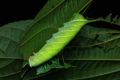 Marumba dyras