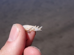 Hysteroconcha lupanaria
