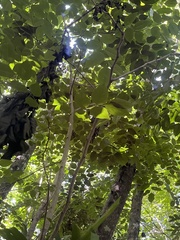 Pterocarpus