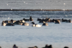 Mergus merganser americanus