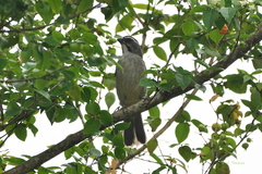 Saltator similis