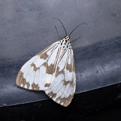 Nyctemera adversata