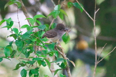 Myiarchus ferox