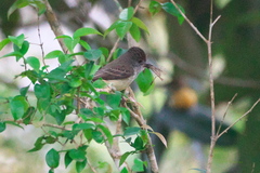 Myiarchus ferox