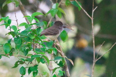 Myiarchus ferox