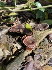 Microporus xanthopus