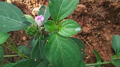 Acanthoideae