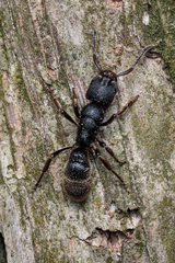 Pseudoneoponera rufipes
