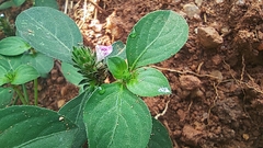 Acanthoideae
