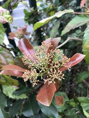 Schizomeria ovata