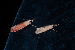 Syntonarcha iriastis