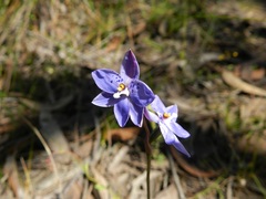 Thelymitra ixioides