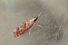 Syntonarcha iriastis