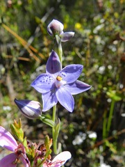 Thelymitra ixioides