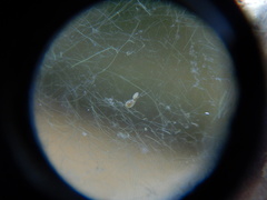 Copepoda