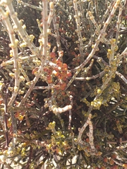 Phoradendron californicum