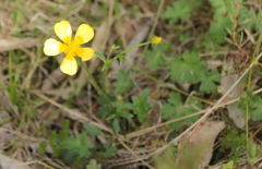 Ranunculus lappaceus
