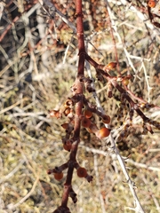 Phoradendron californicum
