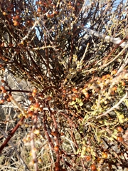 Phoradendron californicum