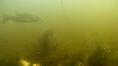 Micropterus floridanus