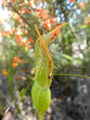 Pterostylis unicornis