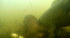 Channa aurolineata