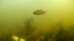 Mayaheros urophthalmus