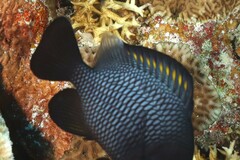 Dascyllus trimaculatus