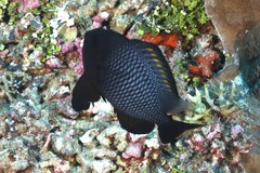 Dascyllus trimaculatus