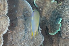 Amblyglyphidodon aureus