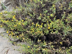 Rayjacksonia phyllocephala