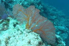 Melithaea ochracea