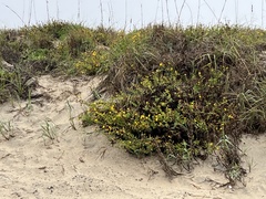 Rayjacksonia phyllocephala