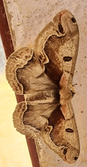 Arsenurinae