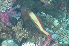 Cetoscarus ocellatus