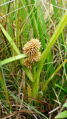 Sparganium glomeratum