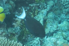 Acanthurus thompsoni