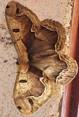 Arsenurinae