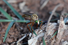 Diogmites angustipennis