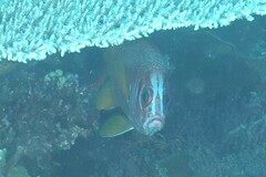 Sargocentron spiniferum