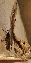 Arsenurinae