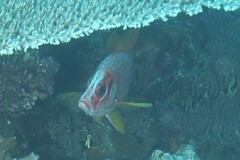 Sargocentron spiniferum