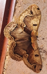 Arsenurinae