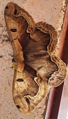 Arsenurinae